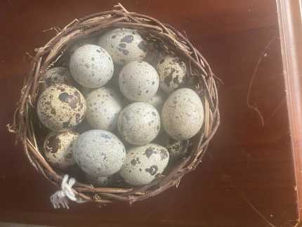 Fertilised / Fertilized Jumbo Japanese (Coturnix) quail eggs