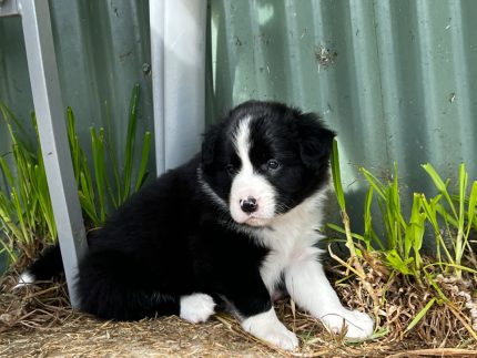 are border collies territorial