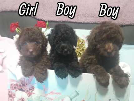 Toy poodle for sale hot sale gumtree