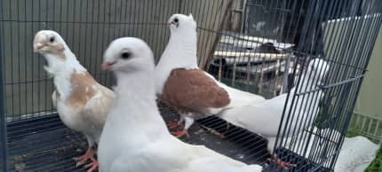 Baby pigeons hot sale for sale