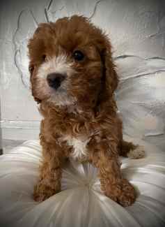 teddy bear puppies Gumtree Australia Free Local Classifieds