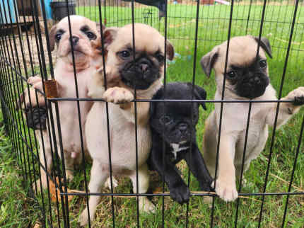 Pug x hot sale for sale