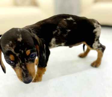 Pure-bred mini dachshund puppys silver dapple short hair 