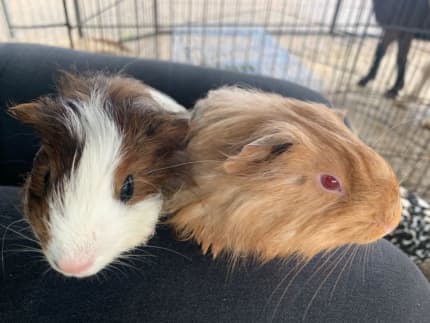 Gumtree store guinea pigs