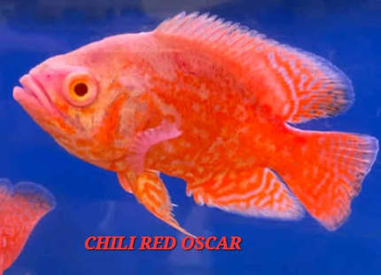 oscar fish for sale