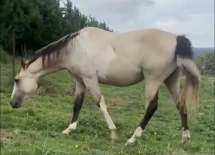 Paint 2yr old buckskin and white.