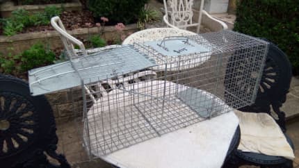 Catching A Huge Pack Rat With A Vintage Wire Cage Trap. Mousetrap Monday 