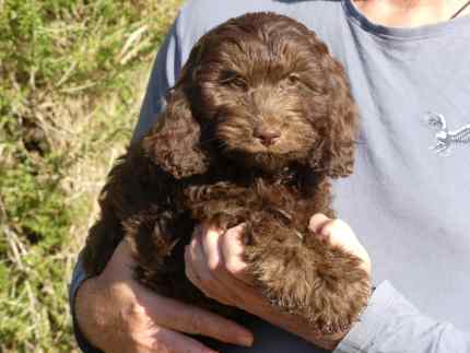 chocolate spoodle Dogs Puppies Gumtree Australia Free Local Classifieds