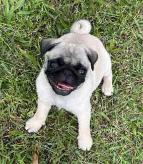 Gumtree pug hot sale