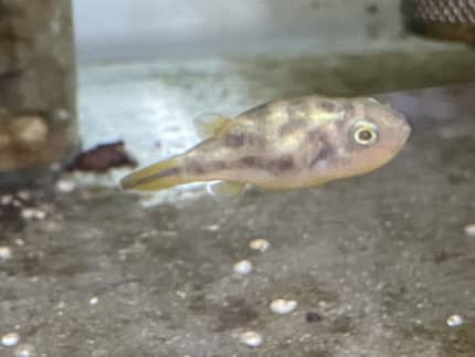 Cheap Pea puffers for sale