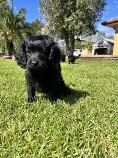 TOY CAVOODLE PUPPIES AVAILABLE - GIRLS AND BOYS