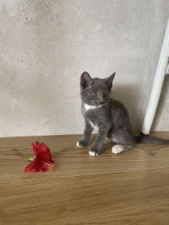 Gumtree russian blue sales kittens