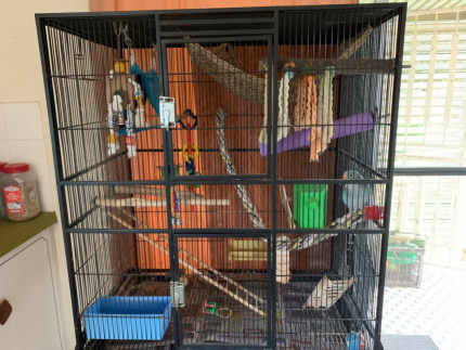 Princess Parrot, Large Cage & Accessories