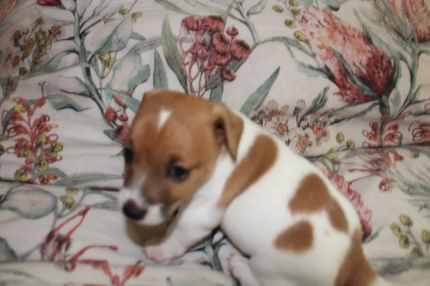 Gumtree hot sale jack russell