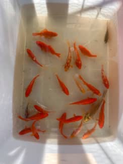 Koi fry for clearance sale