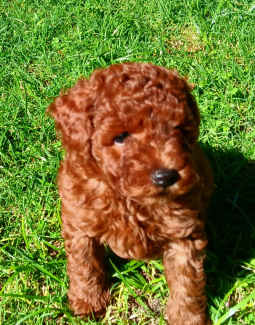 Toy Red Poodle Puppies