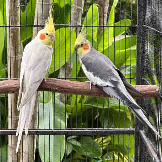 Cockatiels - Breeding Pair