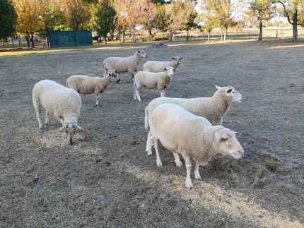 Sheep for sale, (x7) Barnawartha