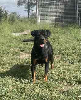 Entire Male Purebred Rottweiler
