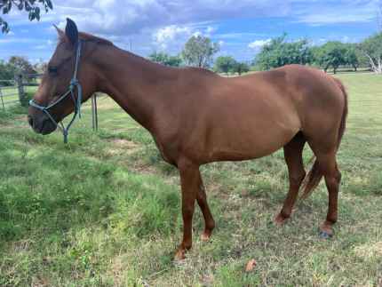 7 year old sh chestnut mare project