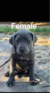 Gumtree american sale bully