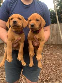 Gumtree labradors sales for sale