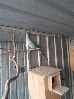Male Princess parrot