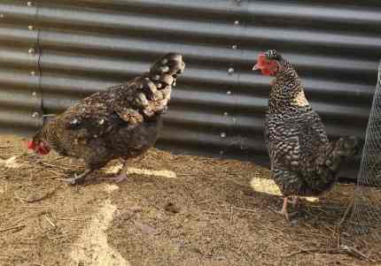 Olive Egger Pullets. 2 available. 