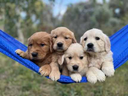 Pure golden retriever puppies DNA clear