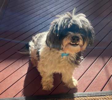 Gumtree maltese deals shih tzu