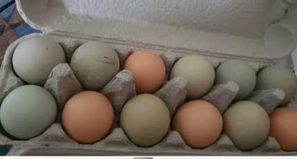 Fertile chickens eggs for hatching or broddy hens