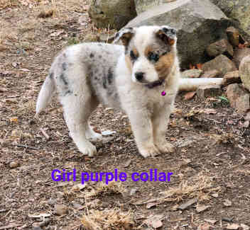 Border collie x blue heeler pups