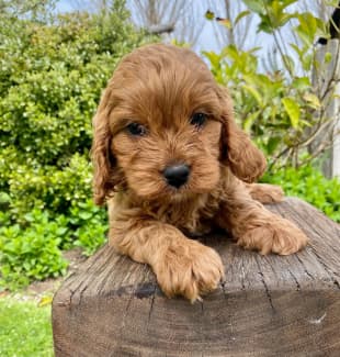 toy cavoodle gumtree