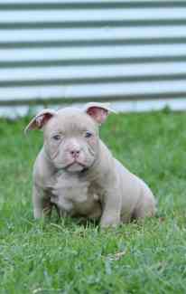 American Bully Pups- Ready Now