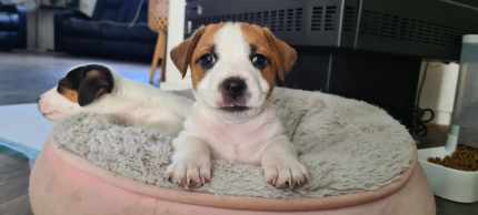 Gumtree 2024 jack russell