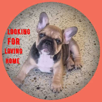 French bulldogs for sale sales gumtree