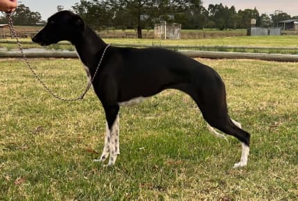 Female whippets 2024 for sale