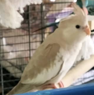 Cockatiel cage outlet gumtree