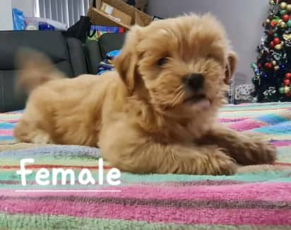 Gumtree best sale lhasa apso