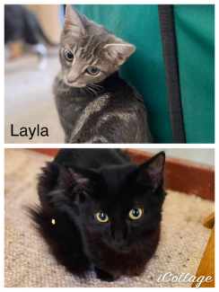 Layla & Stella - Perth Animal Rescue inc vet work cat/kitten