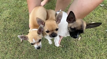 smooth hair chihuahua puppies sale