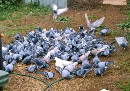 Racing pigeons for sale. Bred from fed winning birds.