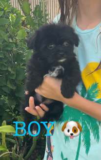 Rolly teacup hot sale puppies gumtree