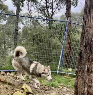 Gumtree malamute fashion