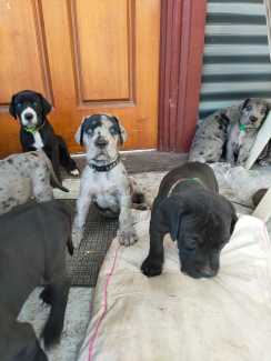 Great dane sales puppies gumtree