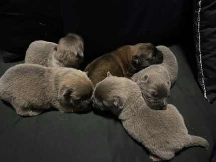 chow chow Dogs Puppies Gumtree Australia Free Local Classifieds