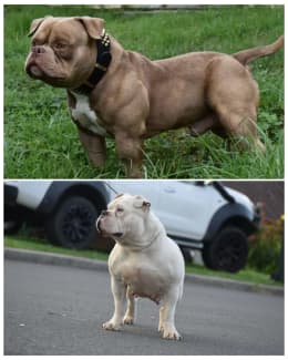 American sales bully gumtree