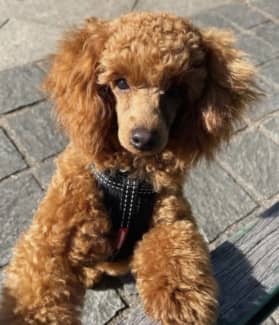 Poodle gumtree hot sale