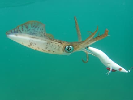 squid jigs, Fishing