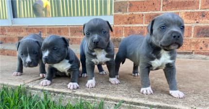 Amstaff for sale store gumtree